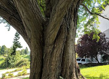 ohio/cincinnati/covington/landmark/covington-s-favorite-tree