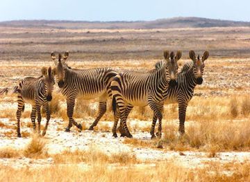 namibia/etosha-national-park/landmark/namibrand-nature-reserve