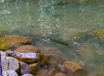 鰻魚池