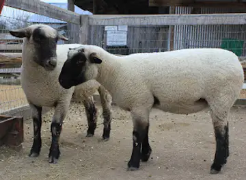 Heritage Farmstead Museum