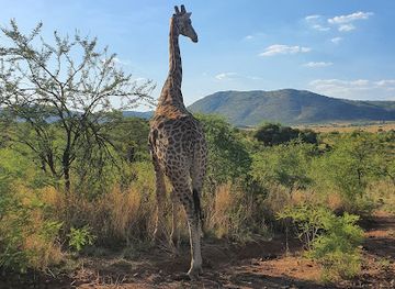 south-africa/pilanesberg-national-park/landmark/pilanesberg