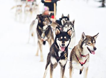 finland/ruka/landmark/era-susi-huskies