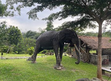ghana/mole-national-park/landmark/kakum-national-park