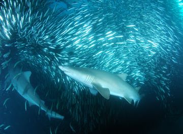 south-africa/wild-coast/landmark/offshore-africa