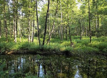 poland/białowieża-forest/landmark/royal-oak-trail
