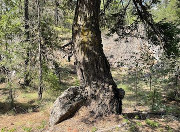 washington/spokane/south-perry-district/landmark/rock-ball-and-tree