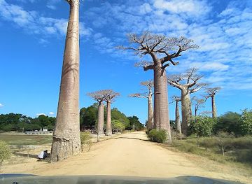 madagascar/menabe/landmark/avenue-of-the-baobabs