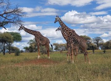 tanzania/arusha/landmark/serengeti-african-tours