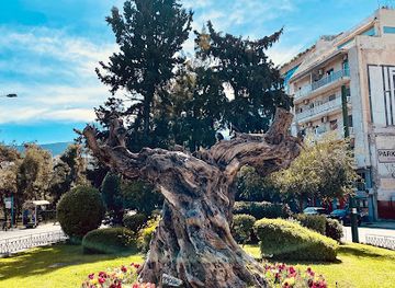 greece/attica/landmark/old-olive-tree