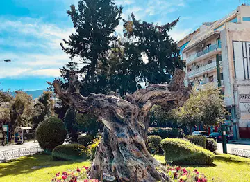 Old Olive Tree