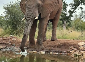 south-africa/lowveld/landmark/antares-bush-camp-umgede-hide