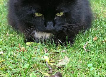 austria/graz/waltendorf/landmark/kitty-konigreich