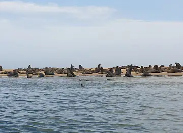 Eco Marine Kayak Tours