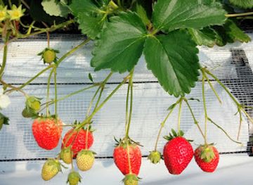 japan/chikugo/landmark/torigoe-farm