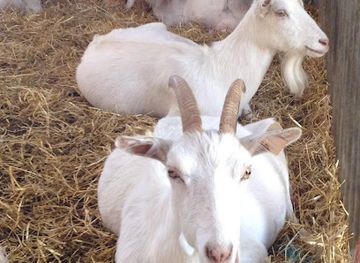 ireland/aran-islands/landmark/aran-islands-goats-cheese