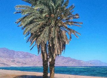 egypt/dahab/landmark/king-safari-dahab