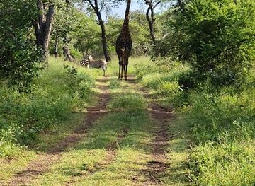 eswatini/mlilwane-wildlife-sanctuary/landmark/mbuluzi-game-reserve
