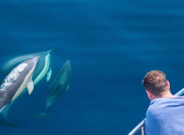 new-zealand/bay-of-plenty/landmark/dolphin-seafaris-nz-ltd
