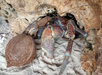 christmas-island/red-crabs-migration-area/landmark/greta-beach