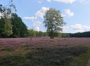 germany/lüneburg-heath/landmark/klein-bunstorfer-heide
