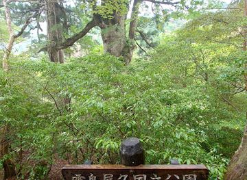 japan/yakushima/landmark/meoto-sugi