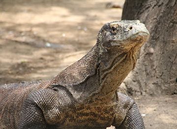 indonesia/komodo-national-park/landmark/loh-buaya-komodo-national-park