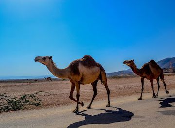 morocco/souss-massa/landmark/dar-souss-loisir-things-to-do-in-agadir-randonnee-de-dromadaire-a-agadir-camel-ride-in-agadir-kamelreiten-in-agadir