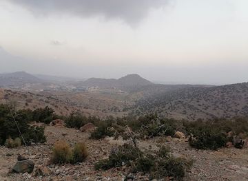 saudi-arabia/al-hada/landmark/al-hada-palm