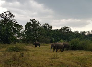 sri-lanka/udawalawe-national-park/landmark/minneriya-national-park