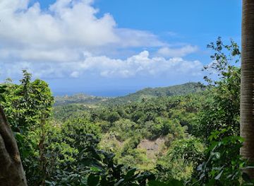 barbados/harrison-s-cave/landmark/coco-hill-forest