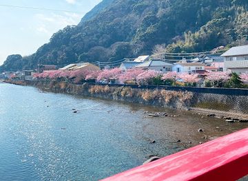 japan/izu/landmark/kawazu-cherry-blossoms