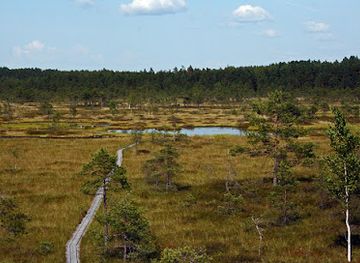 estonia/soomaa-national-park/landmark/riisa-vaatetorn