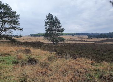 netherlands/hoge-veluwe-national-park/landmark/boswachtermetdelippenstift-wildwandelen