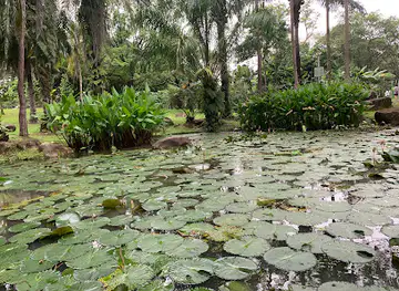 Lotus Pond @ Bishan-Ang Mo Kio Park 1