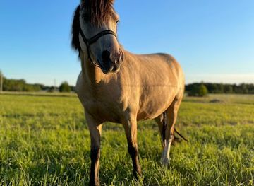 estonia/rapla/landmark/rapla-ratsakool