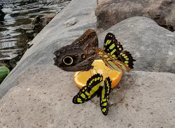 Butterfly House