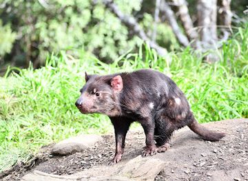 australia/tasman-peninsula/landmark/tasmanian-devil-unzoo