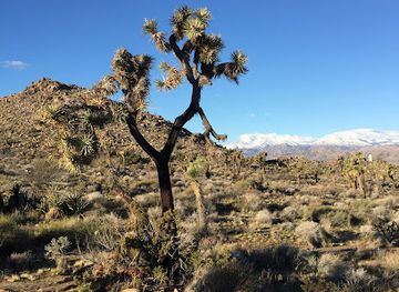 california/joshua-tree-national-park/landmark/joshua-tree-adventures