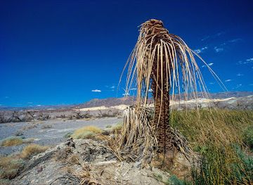 california/death-valley-national-park/landmark/death-valley-49ers-gateway