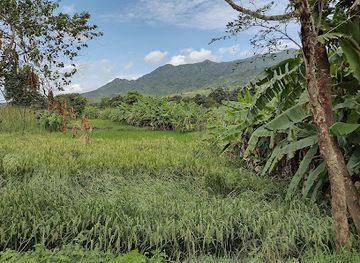 malawi/zomba/landmark/chilema-tree