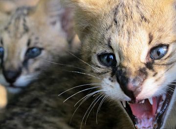 togo/lake-togo-area/landmark/fauna-cultura