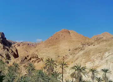 Eden Palm