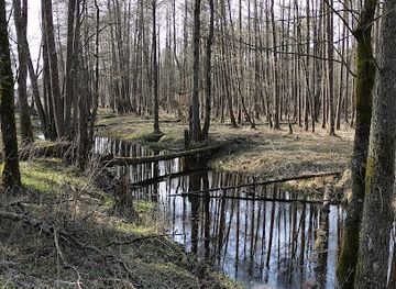 poland/białowieża-forest/landmark/stara-bialowieza