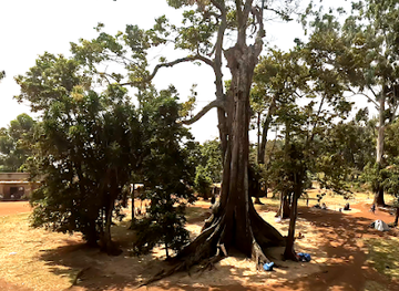 uganda/lango/landmark/nakayima-tree-shrine