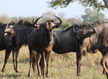 Rio Gorongosa
