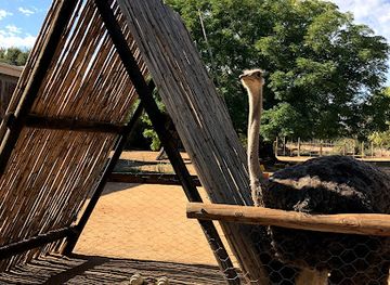 south-africa/highveld/landmark/safari-ostrich-farm