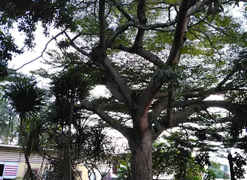 Musée Ethnographique et d'Histoire des Peuples de la Forêt d'Afrique Centrale