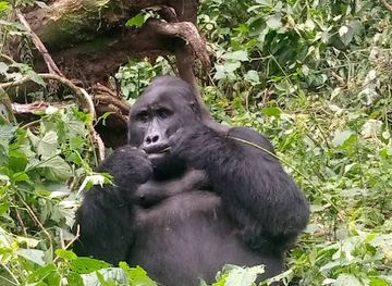 rwanda/volcanoes-national-park/landmark/rwanda-gorilla-trek