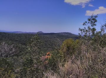 south-africa/garden-route/landmark/king-edward-vii-diepwalle-big-tree