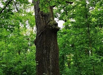 germany/anhalt/landmark/genschereiche